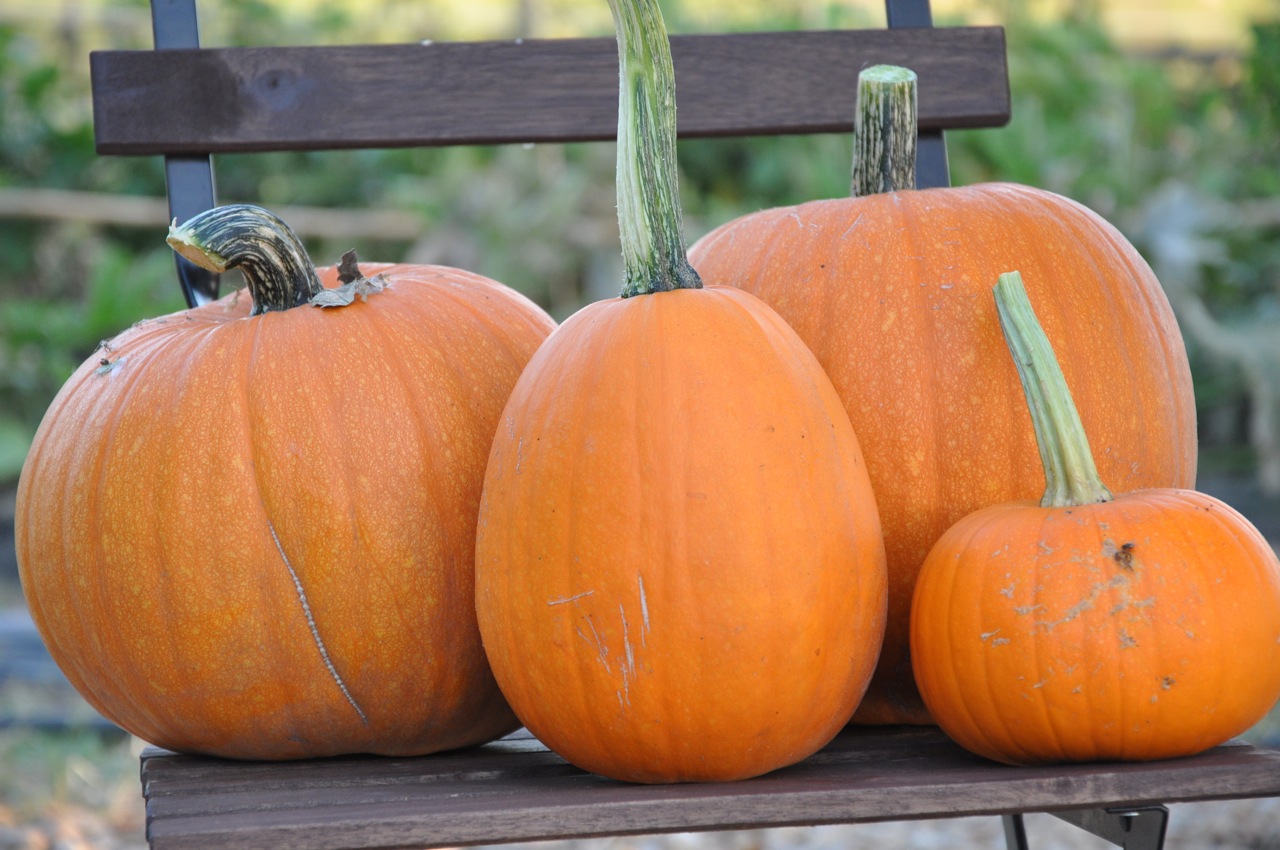 Tegueste Busca La Calabaza M s Grande De Canarias InfoTegueste