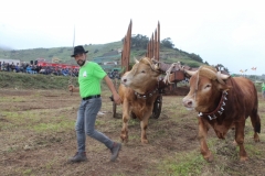 VI Concurso de Manejo de Yuntas