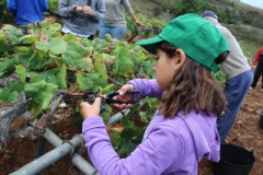 Vendimia de la esperanza 2016