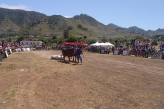 XXVI Campeonato regional de Arrastre y del XXVI Concurso de Arrastre Isla de  Tenerife. Trofeo Gobierno de Canarias