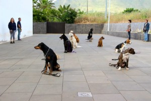 Taller Educacion Canina