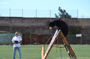 Taller canino