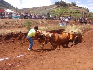 asociacionganado2