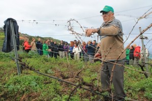 ruta vino