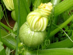 la-bbc-del-producto-local-en-el-mercado-del-agricultor-de-tegueste-1-700x525