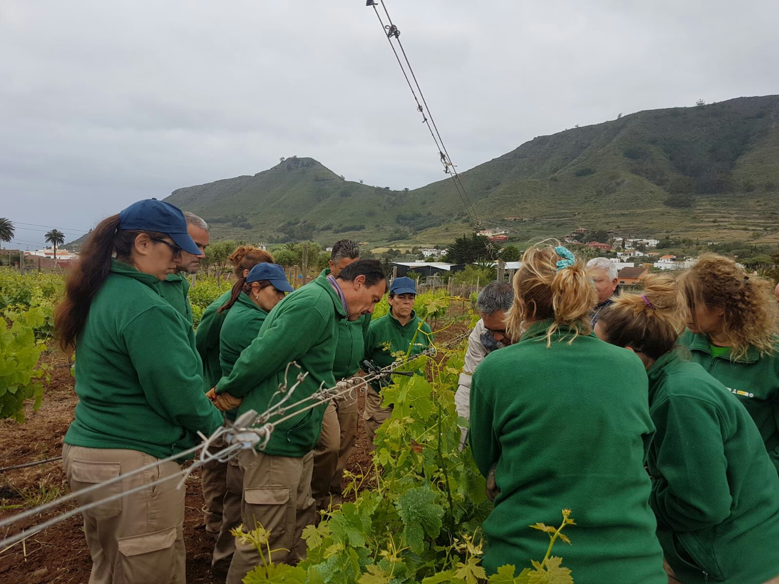  Avite  desarrolla un taller de poda en verde y deshojado de 